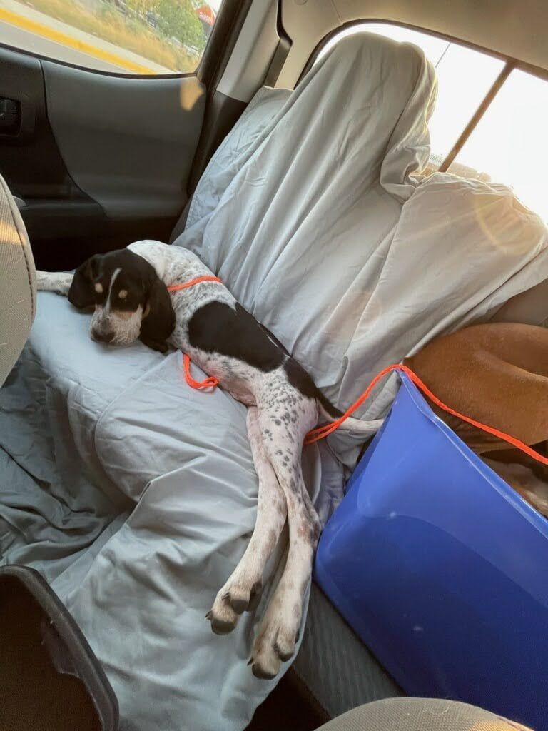 dog3.jpg